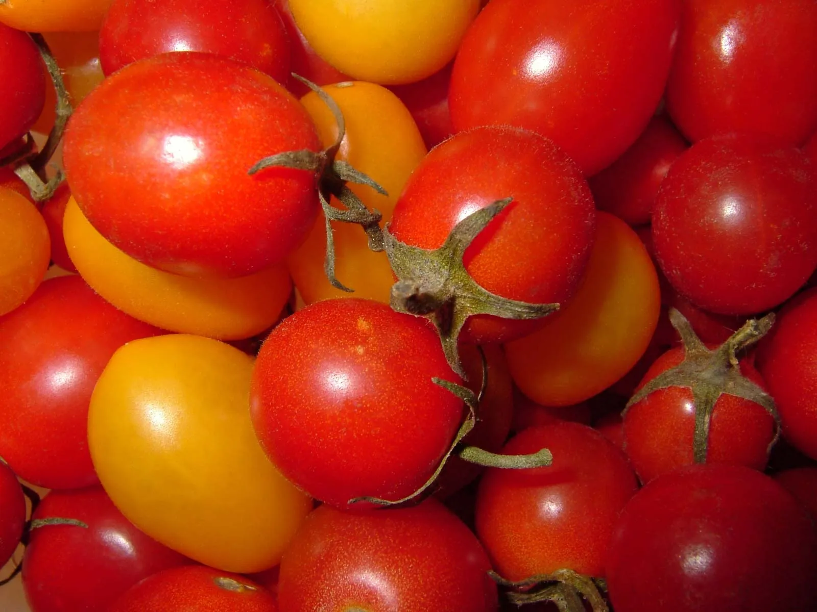 Tomato