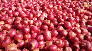 Onion